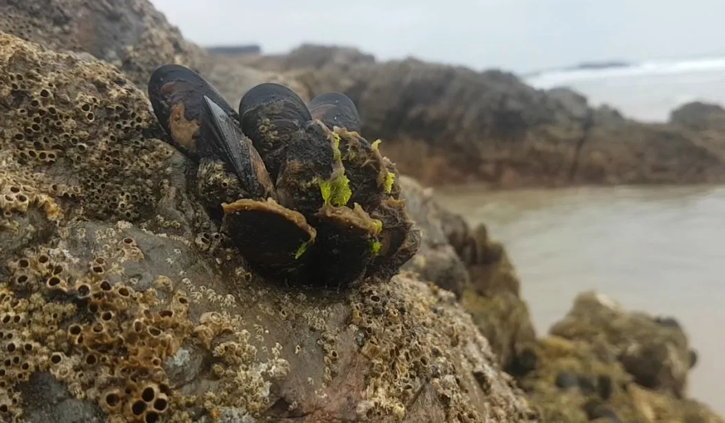 Ejemplares de mejillón canario adheridos a las rocas del litoral de Fuerteventura