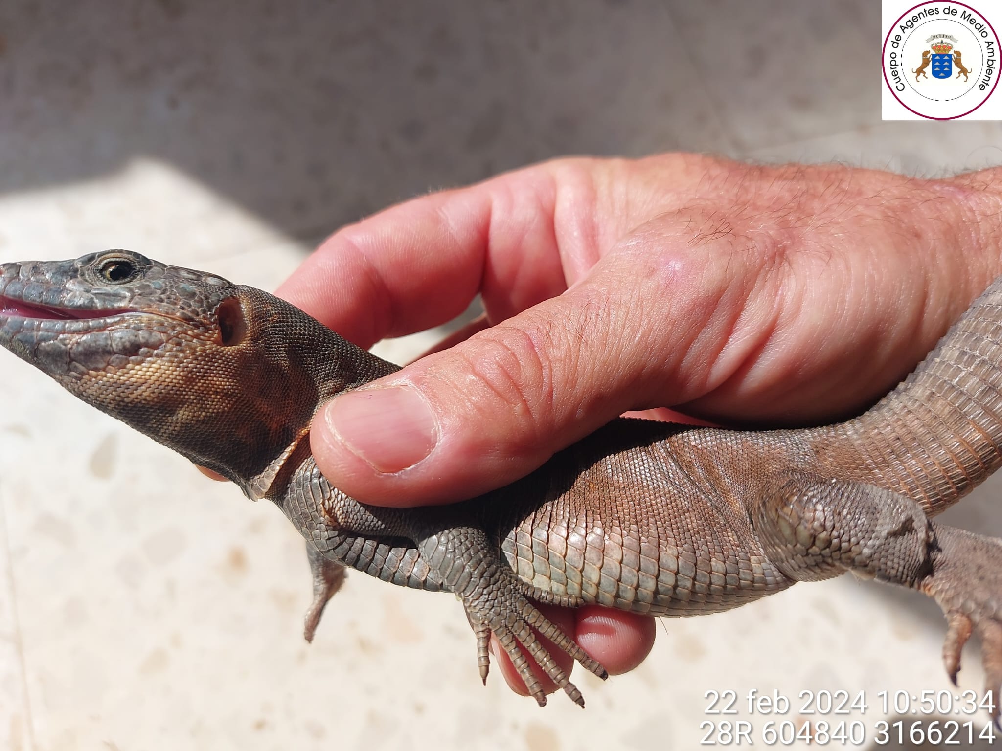 Descubren un lagarto gigante de Gran Canaria en una finca en Lajares