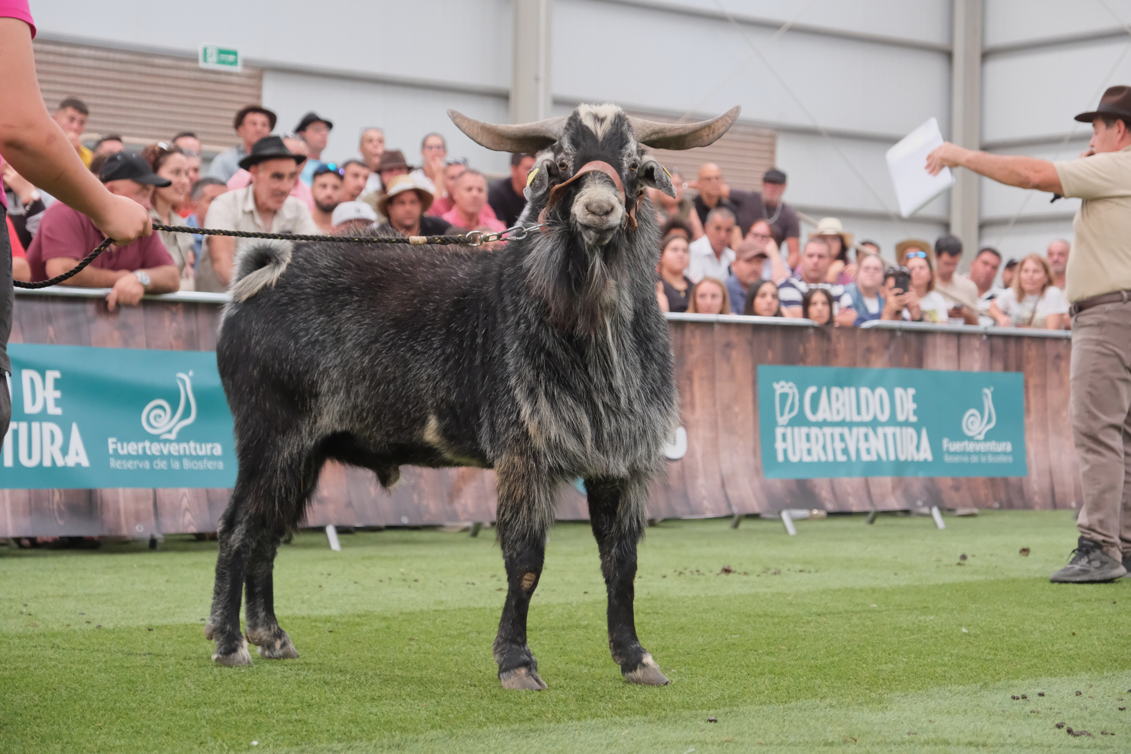 1.425 euros por un ejemplar espectacular en una subasta de película