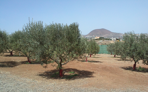 El Gobierno concede las ayudas del POSEI a los productores de olivo y aloe vera