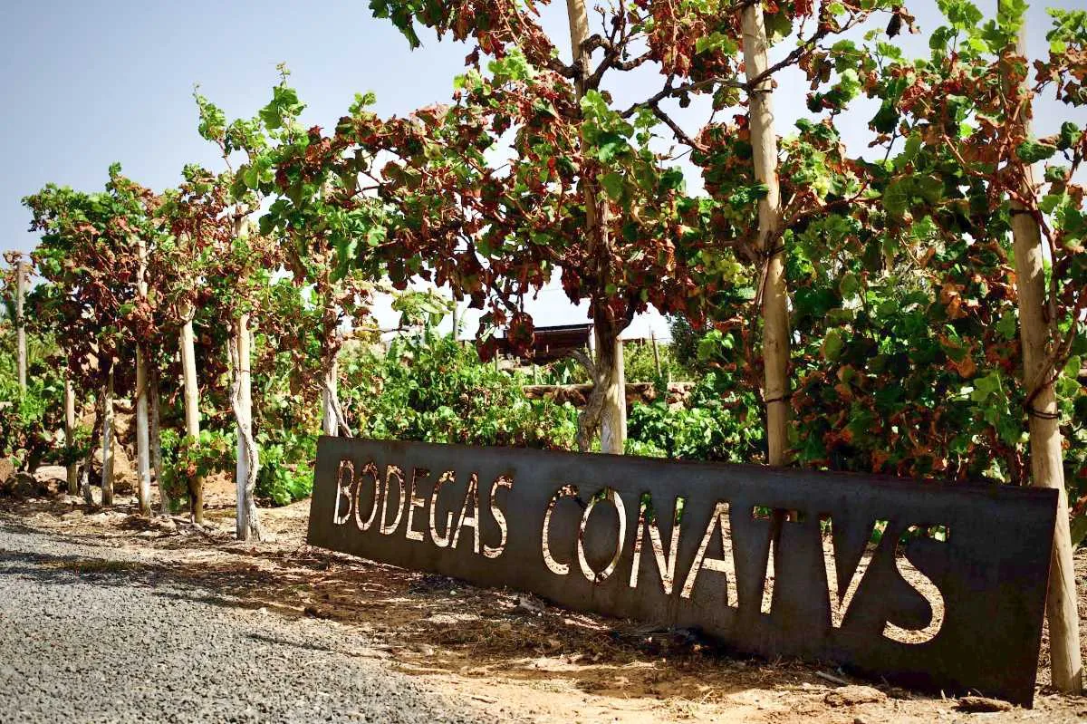 El Gobierno de Canarias aprueba la calificación del enoturismo como actividad turística reglada