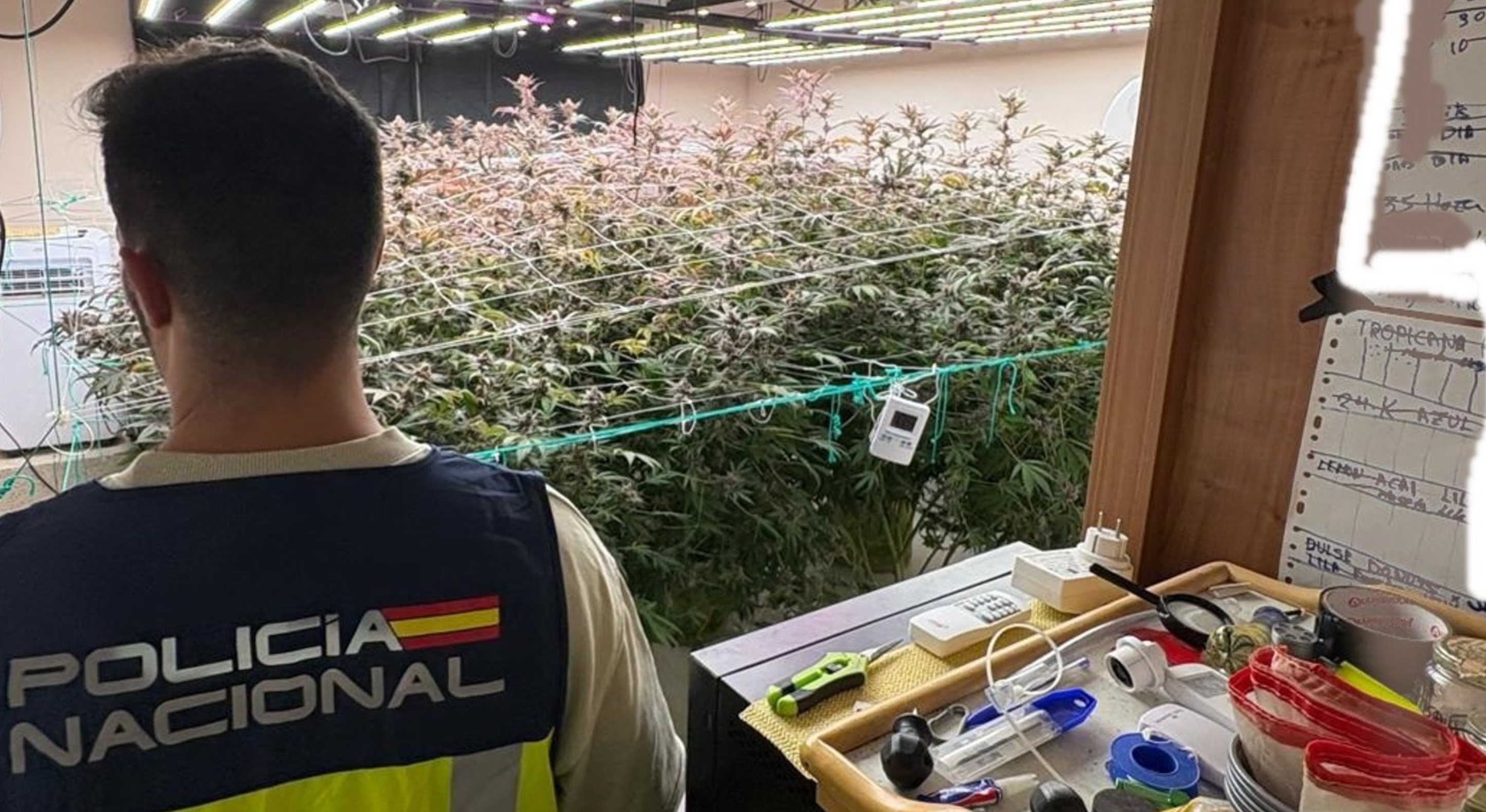 Detenido con un cultivo de marihuana en una vivienda okupada de P&aacute;jara