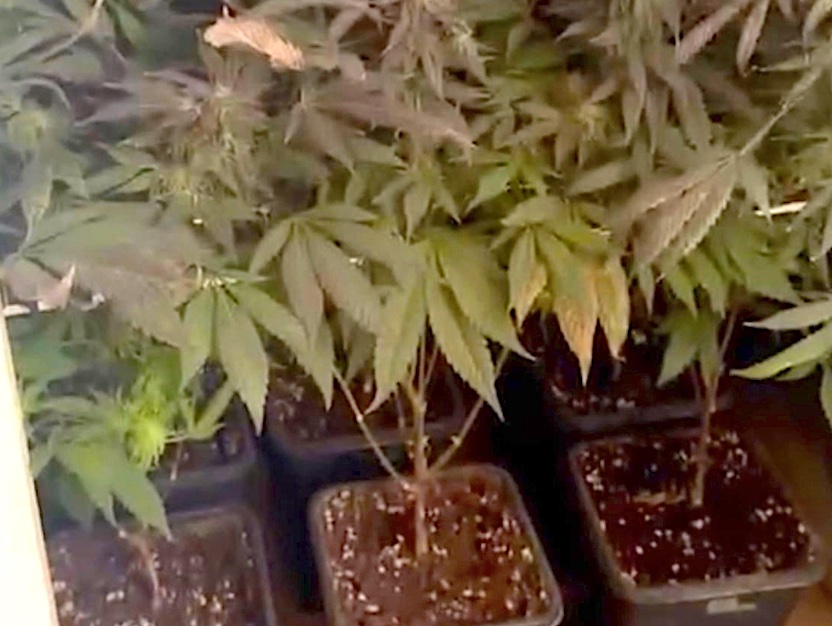 Van a una inspecci&oacute;n de trabajo en Tenerife y encuentran una plantaci&oacute;n de marihuana