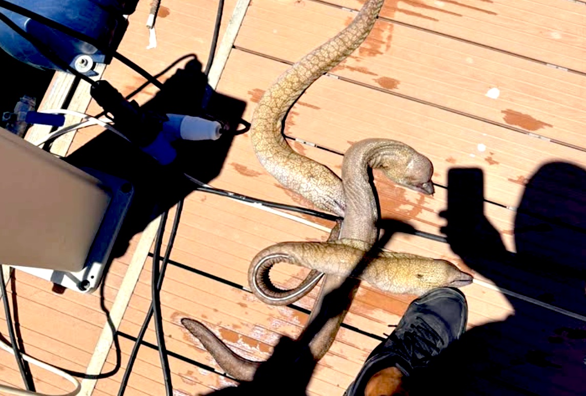 M&aacute;s de 50 morenas muertas halladas flotando en Corralejo