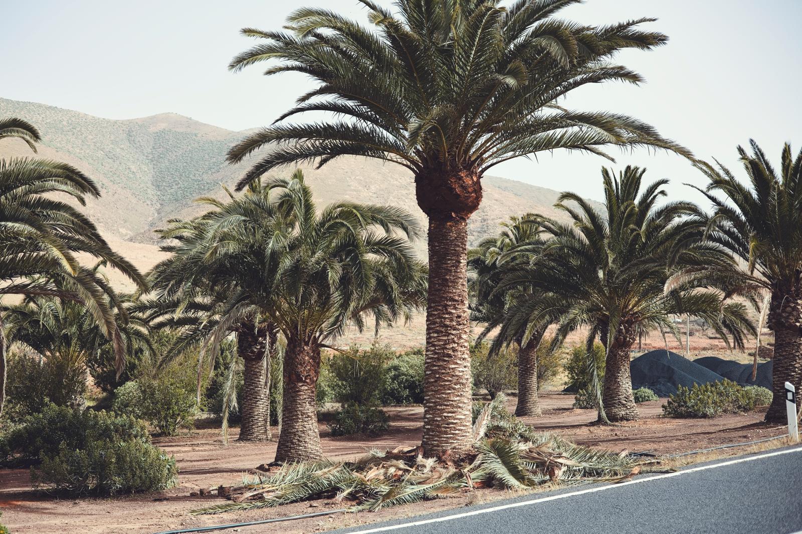 El Ayuntamiento de P&aacute;jara act&uacute;a en el saneamiento de 136 palmeras en P&aacute;jara y Toto