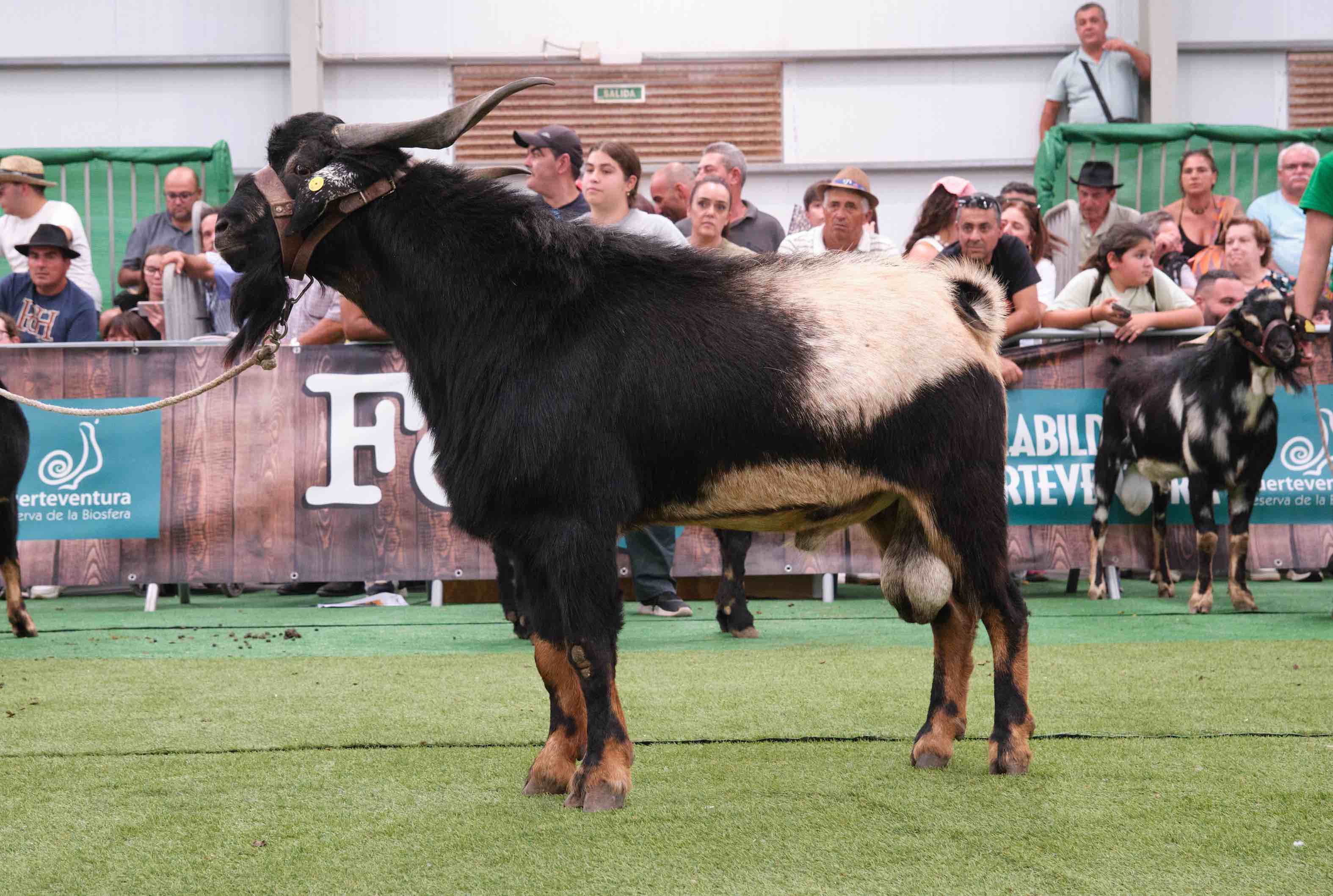 La referencia gen&eacute;tica en un macho de La Pared, Pajara