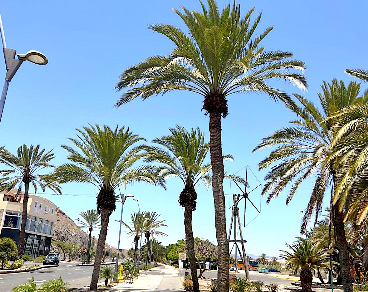 Las palmeras de Gran Tarajal ya lucen como debieran