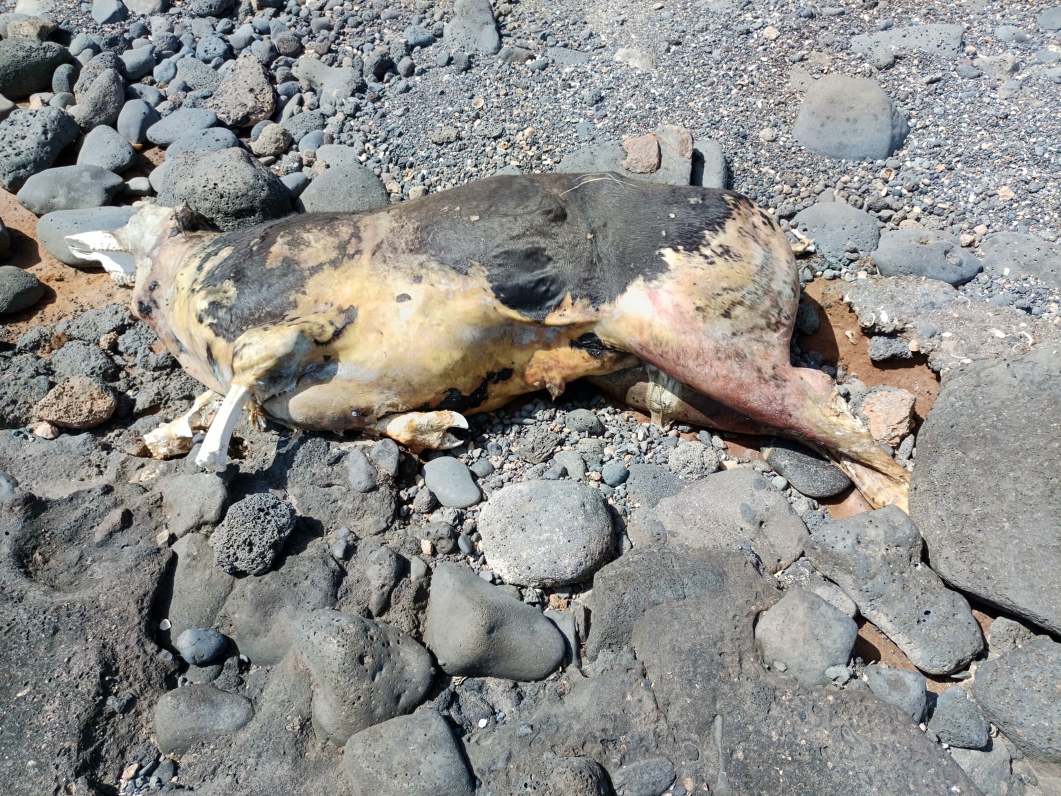 Retirada de una vaca de la costa este del sur de La Oliva