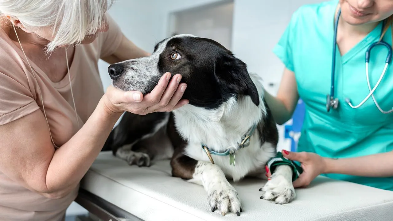 Mario Cabrera advocates for 24-hour veterinary care implementation.
