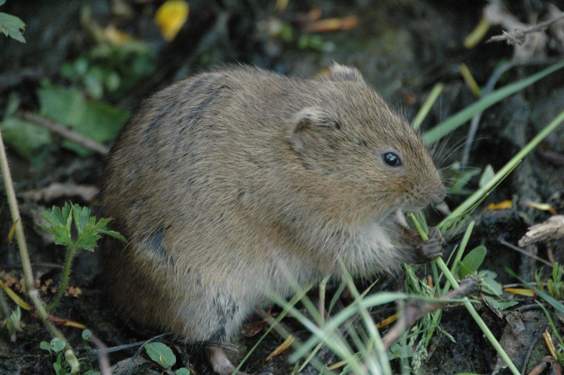 Los contagiados del Hantavirus lo traer&iacute;an de Argentina