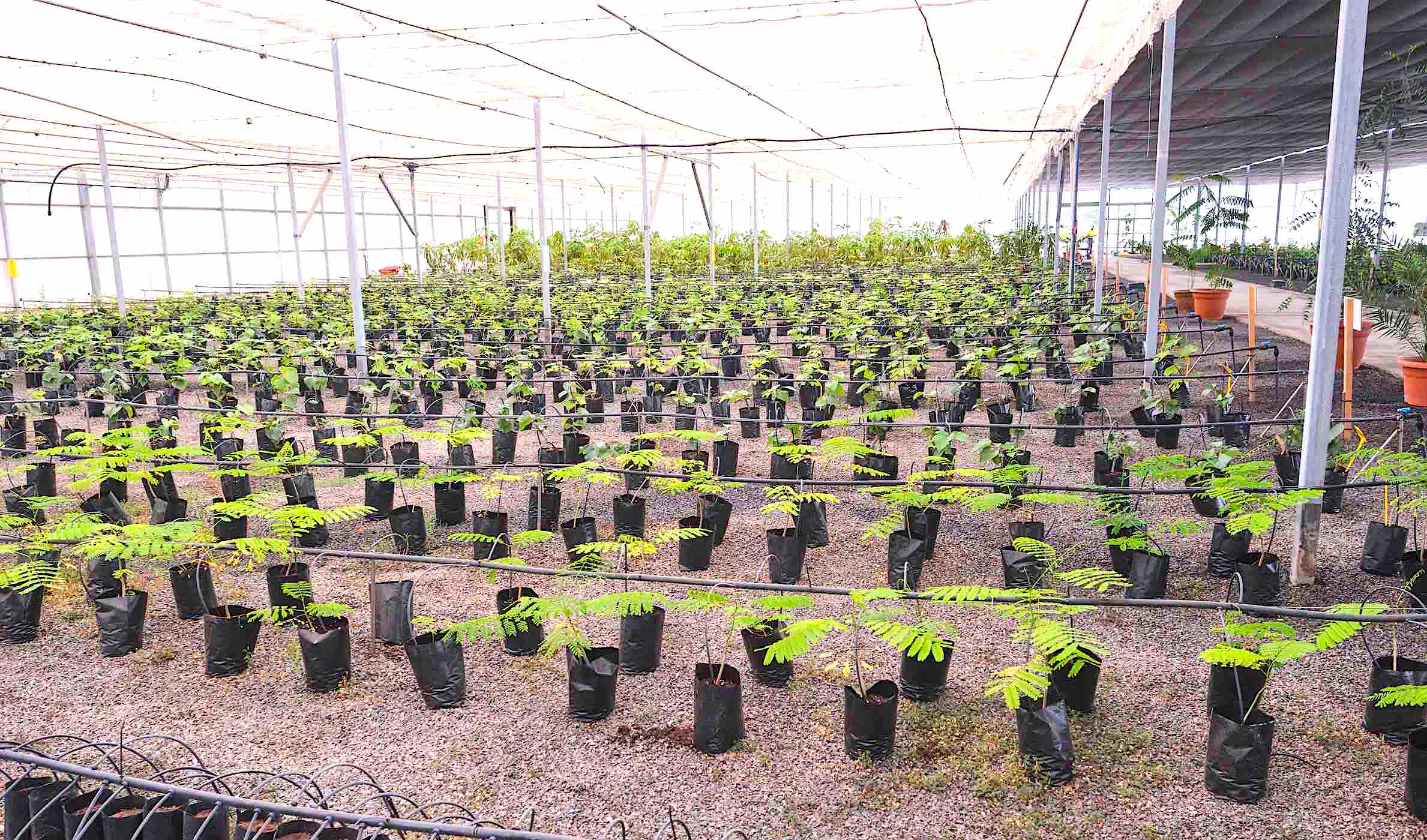 Se abre la campa&ntilde;a de venta de &aacute;rboles frutales a precio reducido en Pozo Negro