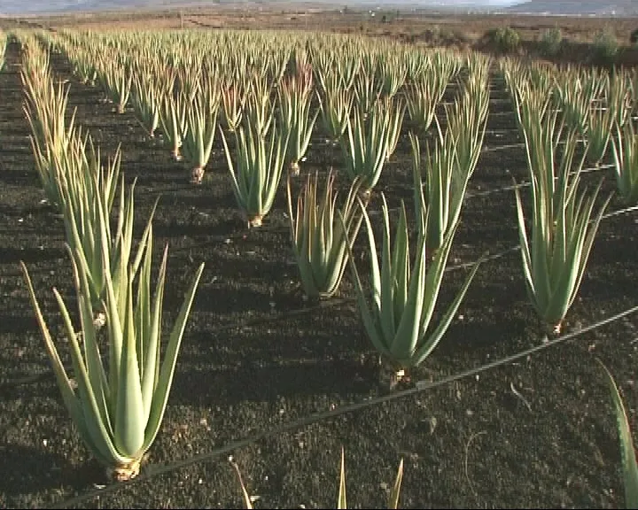 pictures of aloe plants Aloe Vera Plant  Plants Express